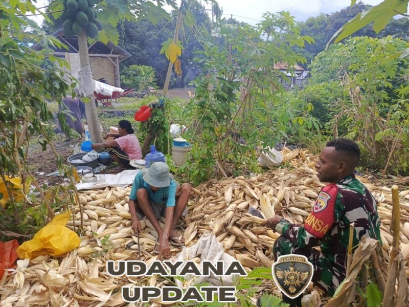 Dari Ladang ke Harapan: Semangat Babinsa Bersama Petani Lewokeleng