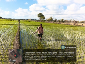 Sinergi TNI dan Petani: Babinsa Tanaraing Terjun Semprot Tanaman Padi