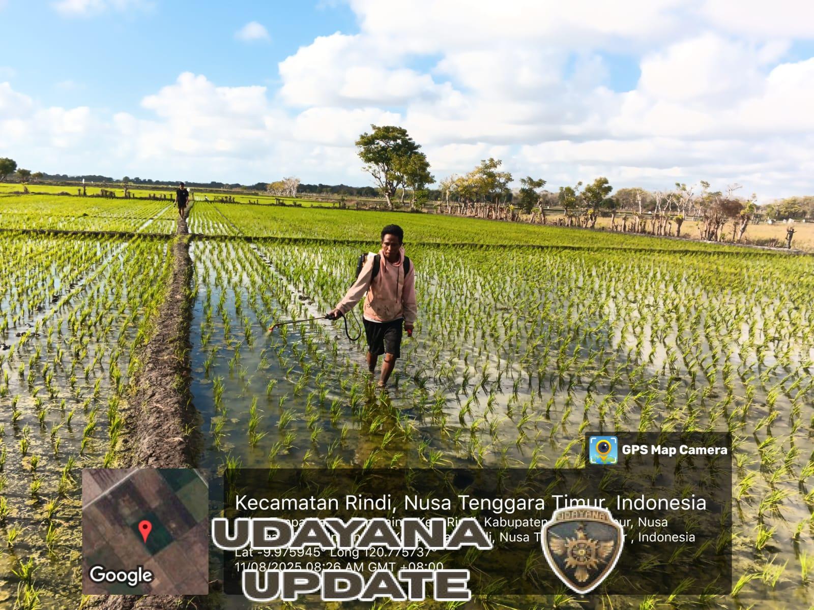 Sinergi TNI dan Petani: Babinsa Tanaraing Terjun Semprot Tanaman Padi