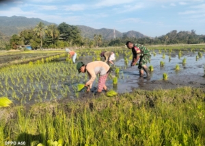 Sinergi TNI dan Petani: Babinsa Maurole Tanam Padi dan Pantau Produksi Pangan Desa Keliwumbu