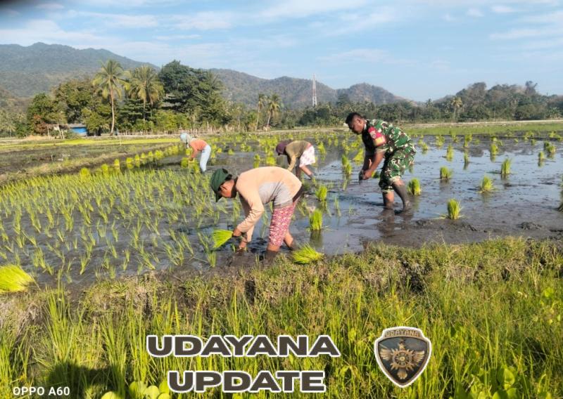 Sinergi TNI dan Petani: Babinsa Maurole Tanam Padi dan Pantau Produksi Pangan Desa Keliwumbu