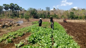 Babinsa Laksanakan Pendampingan Bantu Bersihkan Gulma di Desa Binaan