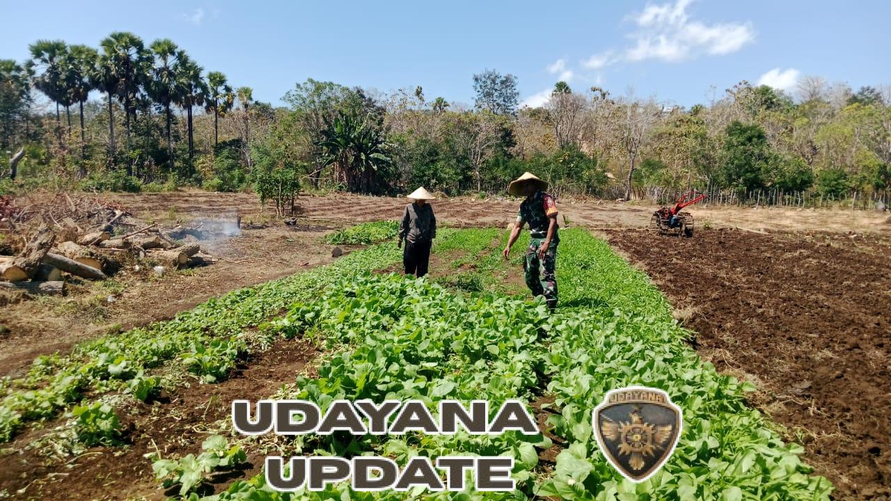 Babinsa Laksanakan Pendampingan Bantu Bersihkan Gulma di Desa Binaan