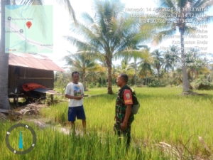 Babinsa Kodim 1602/Ende Dampingi Petani Desa Nabe dalam Pemantauan Sawah