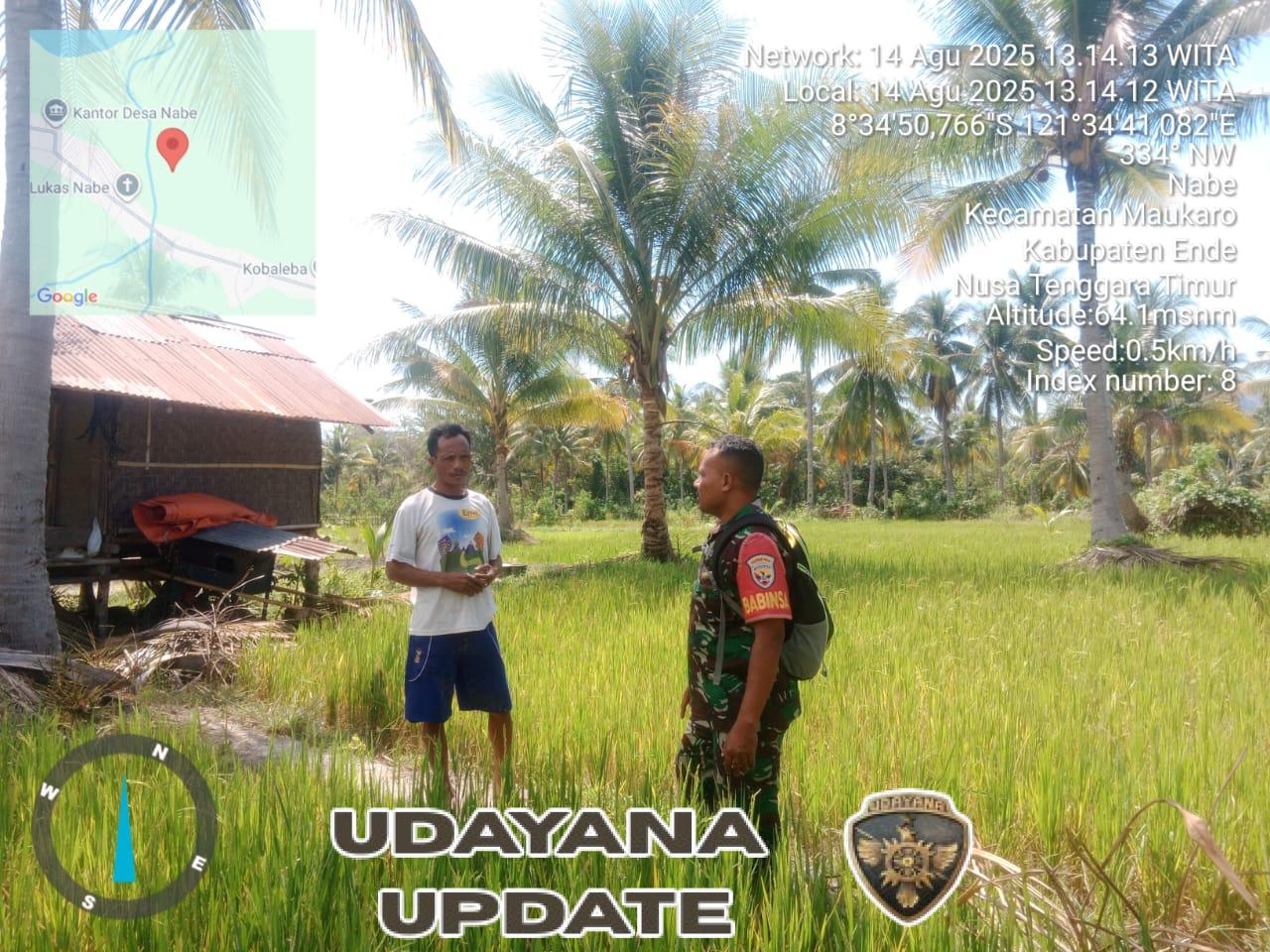 Babinsa Kodim 1602/Ende Dampingi Petani Desa Nabe dalam Pemantauan Sawah