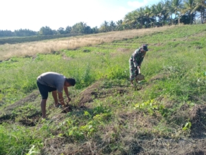 Babinsa Lekona Bantu Petani Siapkan Lahan Tanam Semangka