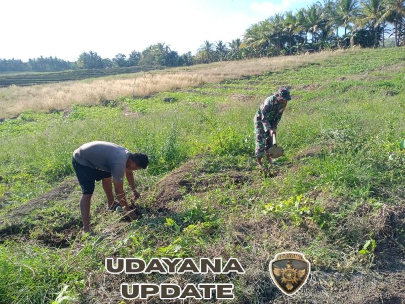 Babinsa Lekona Bantu Petani Siapkan Lahan Tanam Semangka