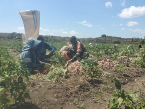 Babinsa Tesabela Bersama Petani Panen Bawang di Kekasela