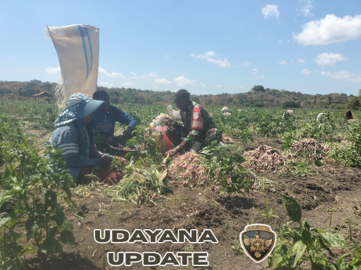 Babinsa Tesabela Bersama Petani Panen Bawang di Kekasela