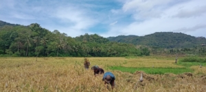 Babinsa Koramil 04/Tabundung Dampingi Petani Panen Padi di Desa Praing Kareha