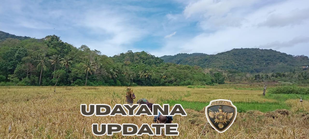 Babinsa Koramil 04/Tabundung Dampingi Petani Panen Padi di Desa Praing Kareha