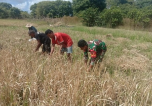 Babinsa Koramil 03/Pahunga Lodu Bantu Warga Panen Padi di Desa Lambakara