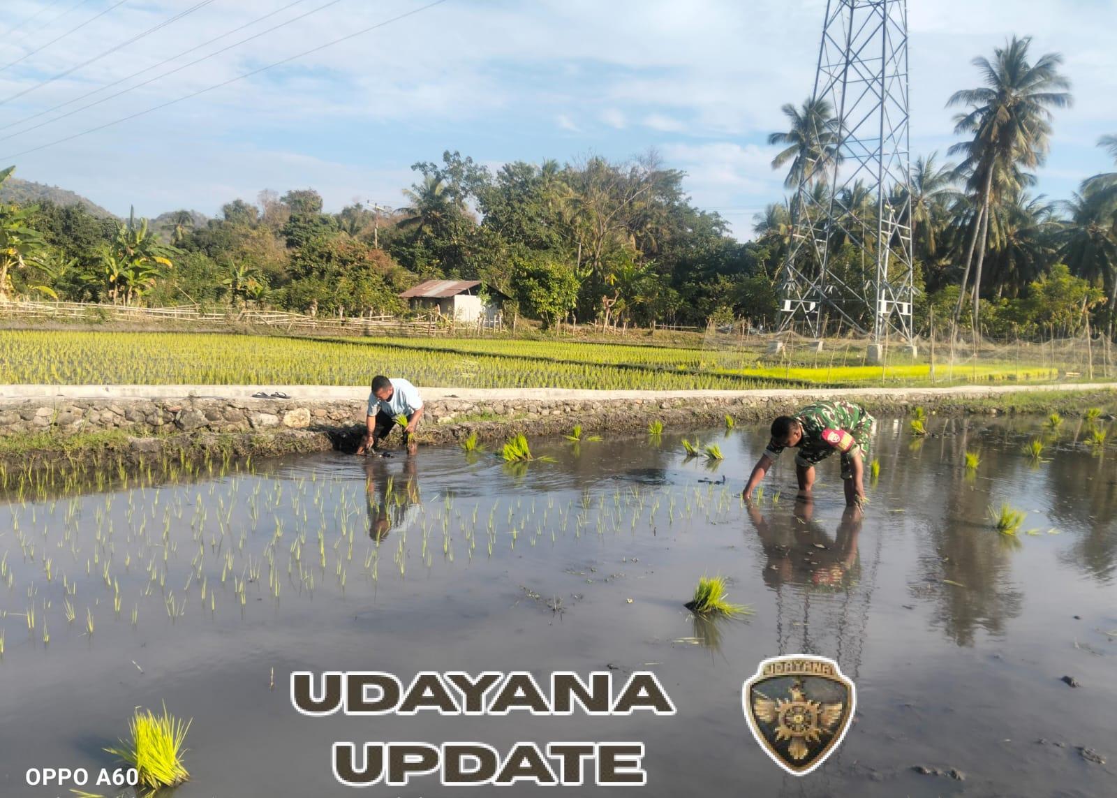 Kodim 1602/Ende Perkuat Ketahanan Pangan Lewat Kegiatan Tanam Padi di Desa Keliwumbu