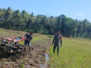 Babinsa Koramil 04/Tabundung Dorong Produktivitas Pertanian Masyarakat