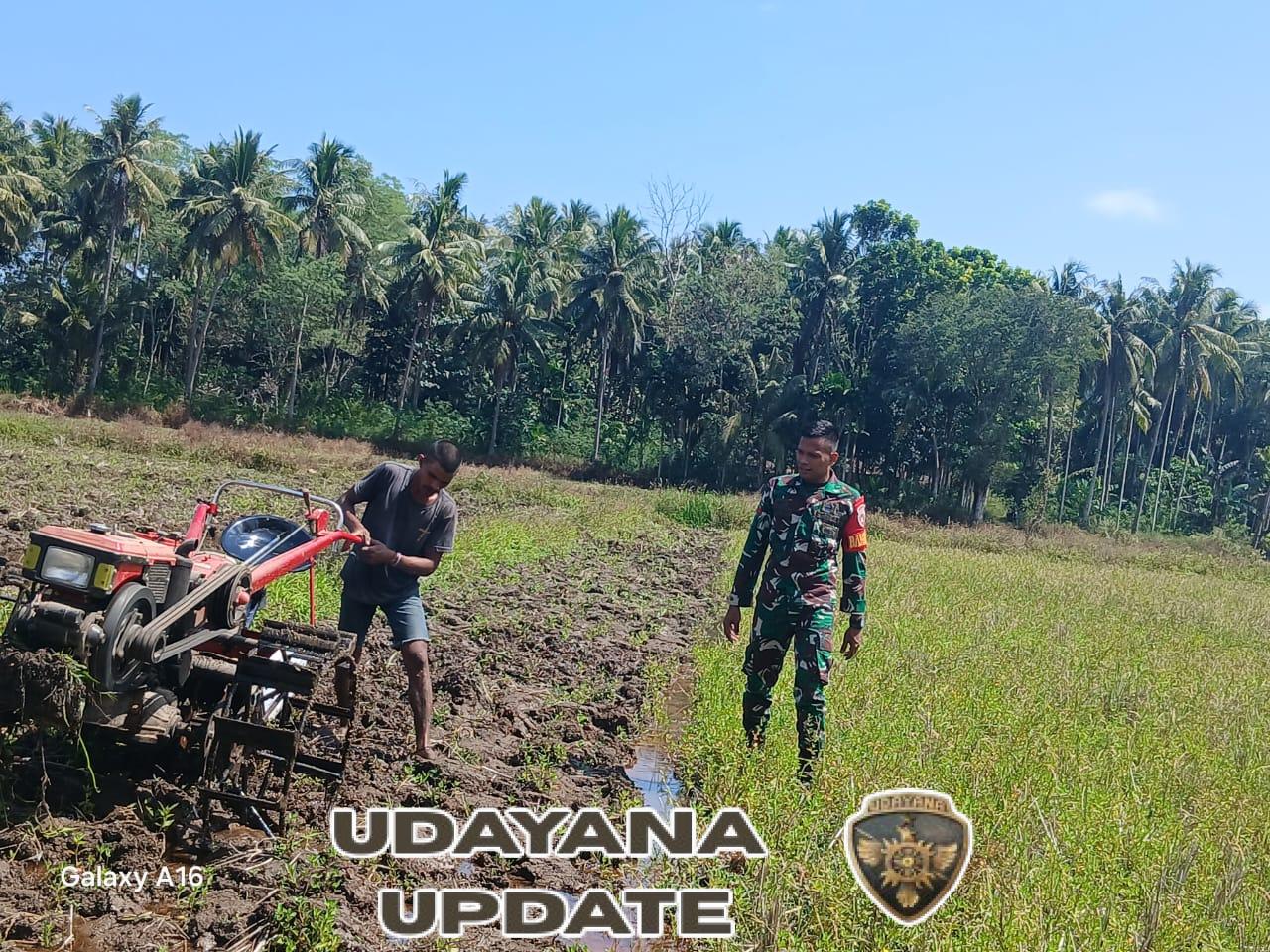 Babinsa Koramil 04/Tabundung Dorong Produktivitas Pertanian Masyarakat