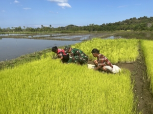 Perkuat Kemanunggalan, Babinsa Koramil 06/Karera Bantu Petani Dalam Pengolahan Sawah