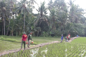 Dukungan Penuh Warga Desa Batuan, Pembangunan JUT TMMD 125 Hampir Tuntas