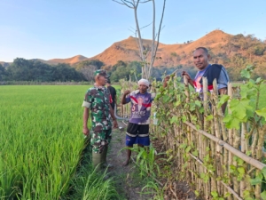Babinsa Endemendukung Ketahanan Pangan Lewat Pendampingan Penyiraman Tanaman Padi di Kotabaru