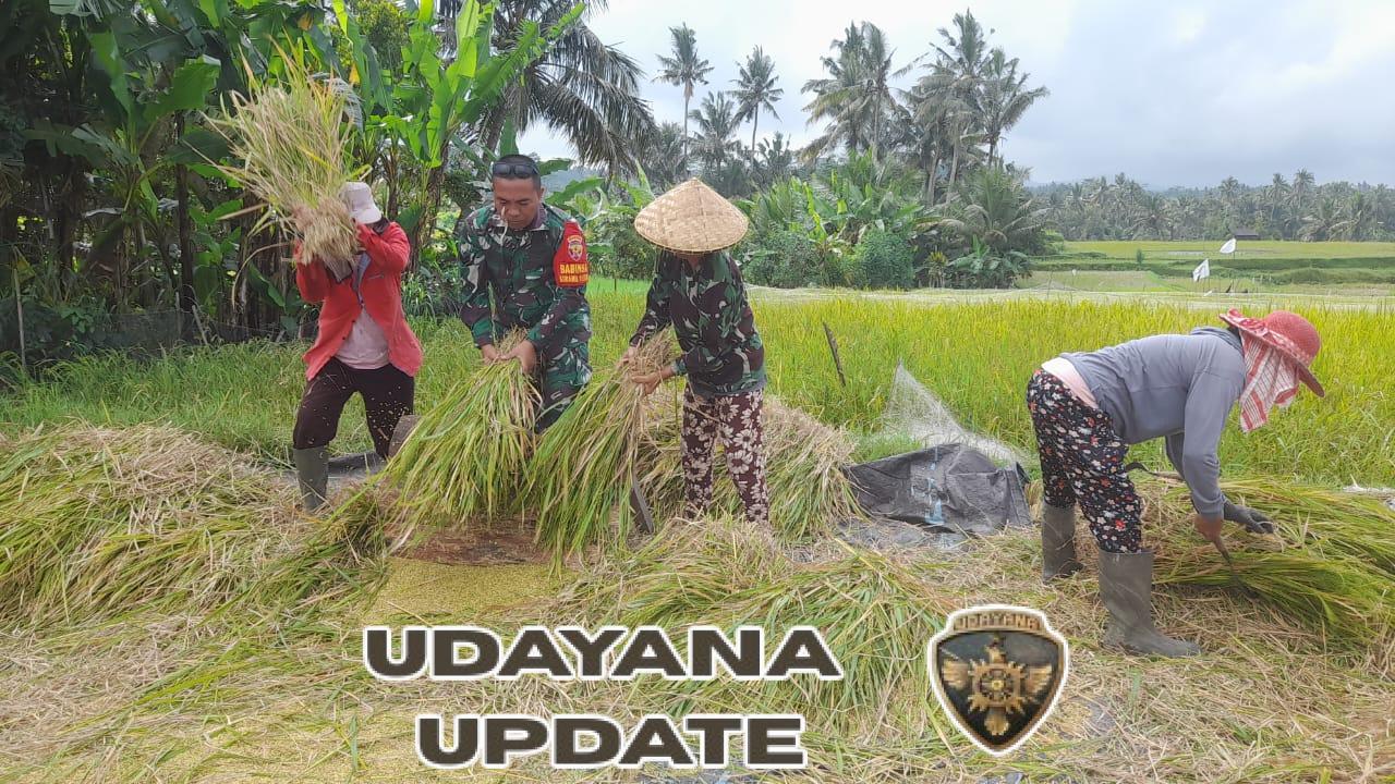 Wujud Kepedulian, Babinsa Jehem Dampingi Petani Panen Padi untuk Ketahanan Pangan