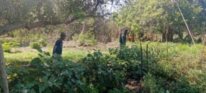 Babinsa Kelubagolit Dorong Ketahanan Pangan Melalui Pendampingan Petani