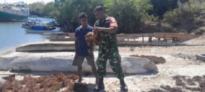 Babinsa Komsos Dengan Petani Rumput Laut Babinsa Bantu Jemur Rumput