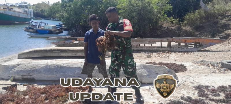 Babinsa Komsos Dengan Petani Rumput Laut Babinsa Bantu Jemur Rumput