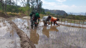 Babinsa Kopka Miguel Pererat Kerja Sama dengan Petani Dusun Oelfab
