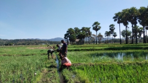 Kopda Siprianus Juanda Mau Dampingi Petani di Desa Hauteas, Bersihkan Saluran Air Sawah