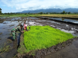 Turun ke Sawah, Babinsa Satarmese Jadi Penyemangat Petani Iteng