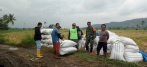 Dukung Ketahanan Pangan, Babinsa Alas Fasilitasi Penyerapan Gabah Milik Petani