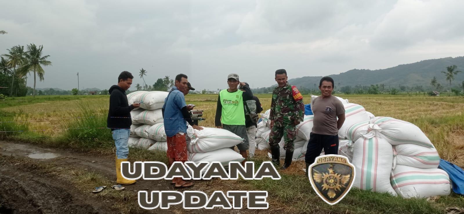 Dukung Ketahanan Pangan, Babinsa Alas Fasilitasi Penyerapan Gabah Milik Petani