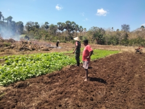 Dampingi Petani Babinsa Bersihkan Gulma Tanaman Sayur