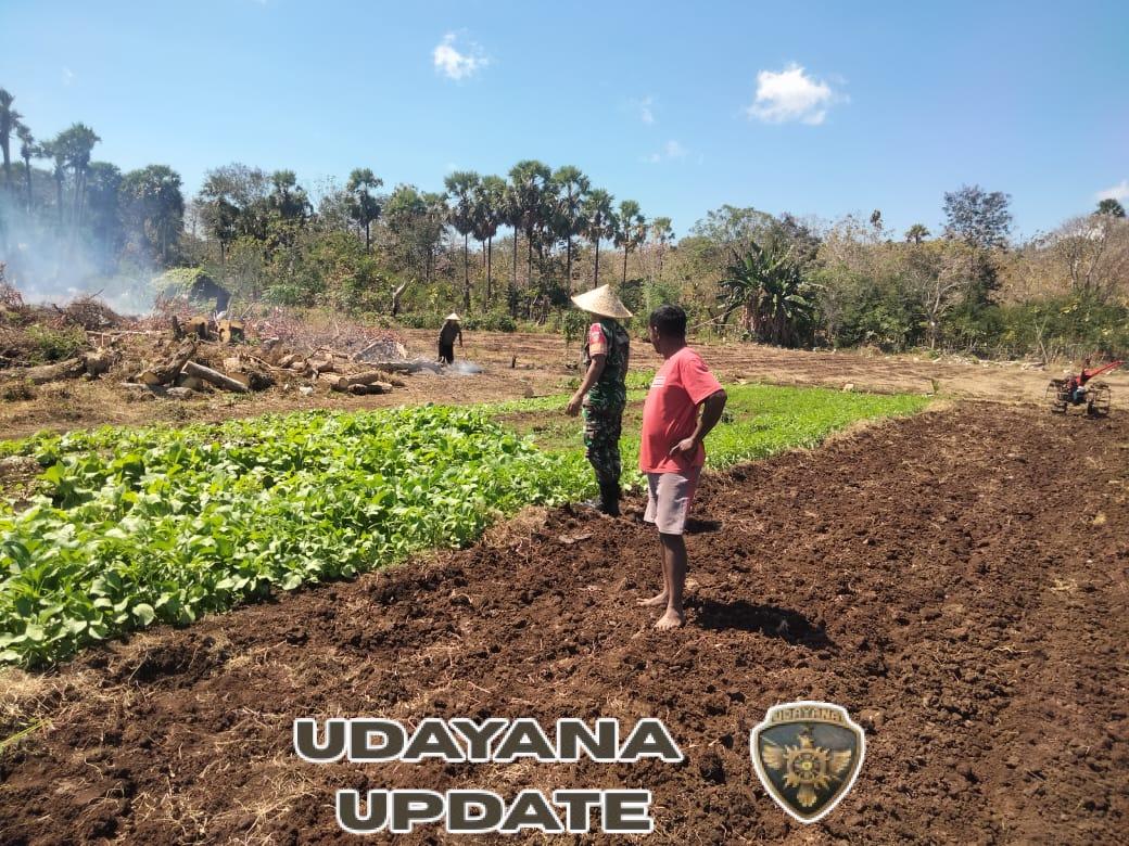 Dampingi Petani Babinsa Bersihkan Gulma Tanaman Sayur