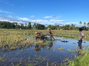 Babinsa Koramil 02/Rindi Umalulu Aktif Dampingi Petani Bajak Sawah di Wilayah