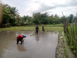 Babinsa Koramil Maurole Dampingi Kelompok Tani Kema Sama Tanam Padi di Desa Tou