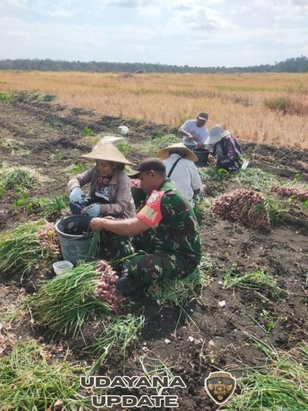 Babinsa Koramil 02/Pantai Baru Dampingi Petani Bantu Bersihkan Bawang Merah Selesai Panen