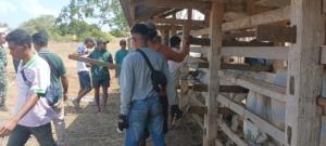 Babinsa Pahunga Lodu Dukung Kegiatan OP3T: Sensus dan Vaksin Ternak Bersama Peternakan