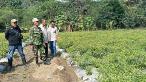 Sukseskan Ketahanan Pangan, Babinsa Dampingi Petani Cabai