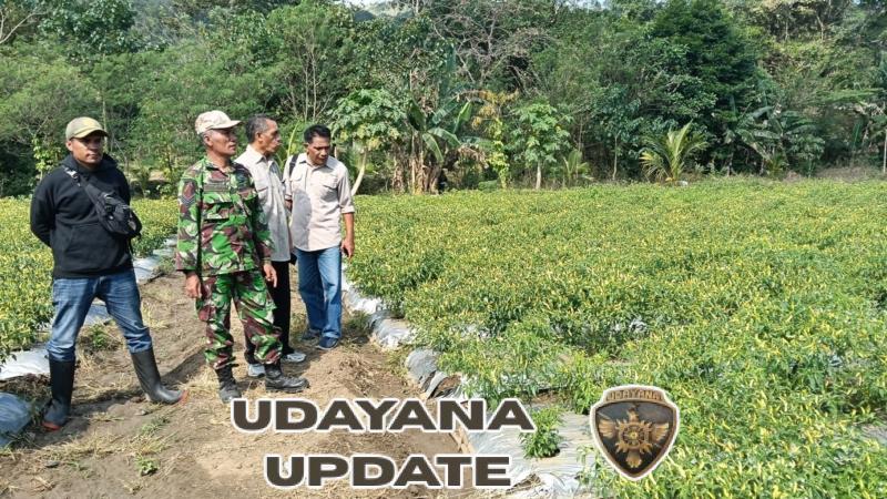 Sukseskan Ketahanan Pangan, Babinsa Dampingi Petani Cabai