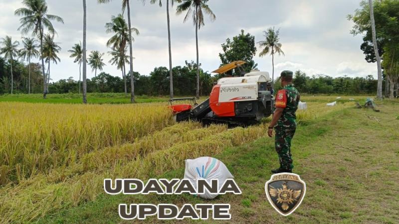 Kodim 1601/Sumba Timur Kawal Ketahanan Pangan Lewat Pendampingan Petani