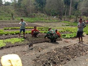 Dukung Ketahanan Pangan Nasional Babinsa Pelda Yupiter Tefy Bantu Petani Tanam Sayur