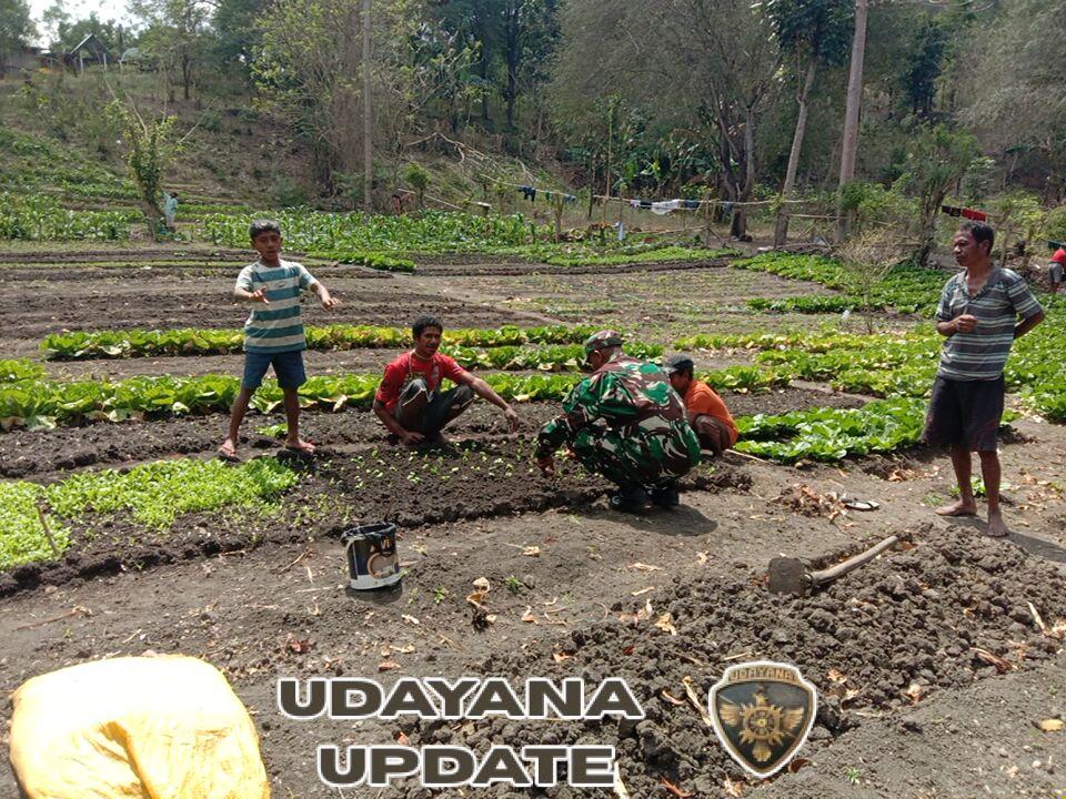 Dukung Ketahanan Pangan Nasional Babinsa Pelda Yupiter Tefy Bantu Petani Tanam Sayur