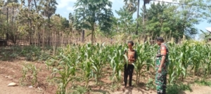 Warga Kuanheun Semangat Bersama Babinsa Rawat Lahan Holtikultura