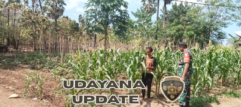 Warga Kuanheun Semangat Bersama Babinsa Rawat Lahan Holtikultura