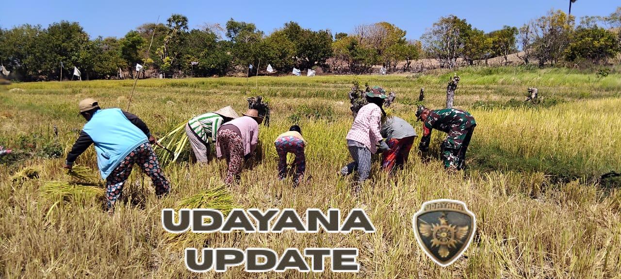 Babinsa Koramil 1627-03 Bantu Warga Panen Padi di Rote Barat Daya