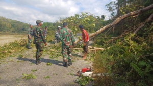 Babinsa Koramil 03/Katiku Tanah Bantu Bersihkan Pohon Tumbang di Desa Anapalu