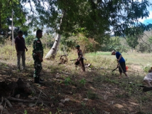 Wujudkan Ketahanan Pangan, Babinsa dan Warga Desa Upfaon Gotong Royong Bersihkan Lahan
