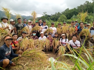 Anggota Koramil 1623-05/Manggis melaksanakan panen padi bersama anggota Subak Belong.
