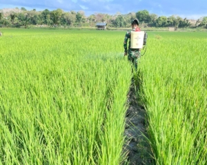 Babinsa Rindi Umalulu Ajak Petani Jaga Produktivitas dengan Penyemprotan Padi