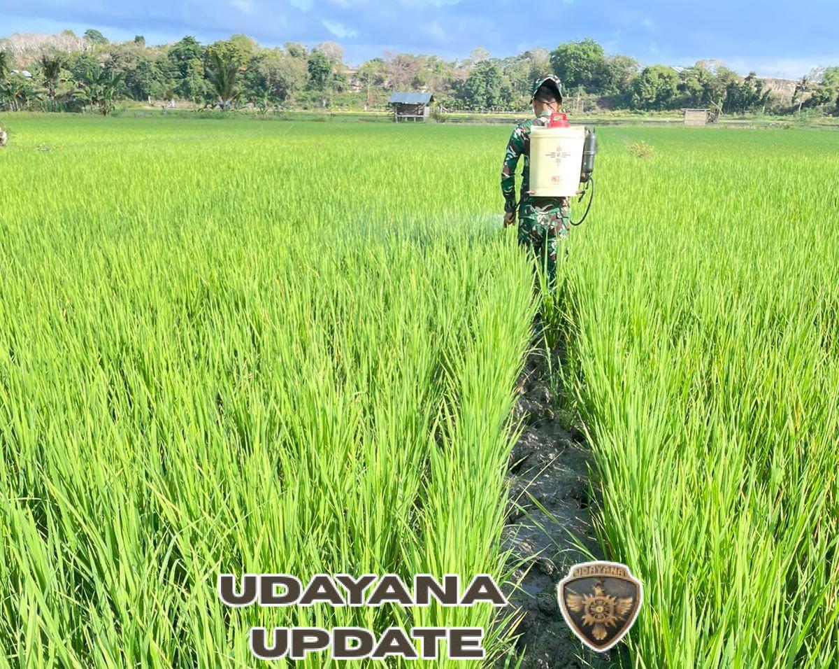 Babinsa Rindi Umalulu Ajak Petani Jaga Produktivitas dengan Penyemprotan Padi